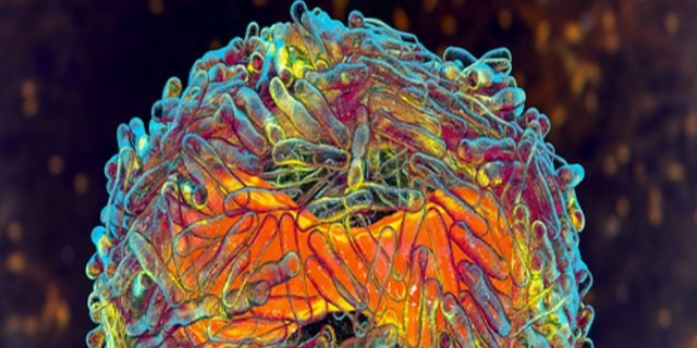 ec6951bcae9e5a030acdf582e689e2d0-1