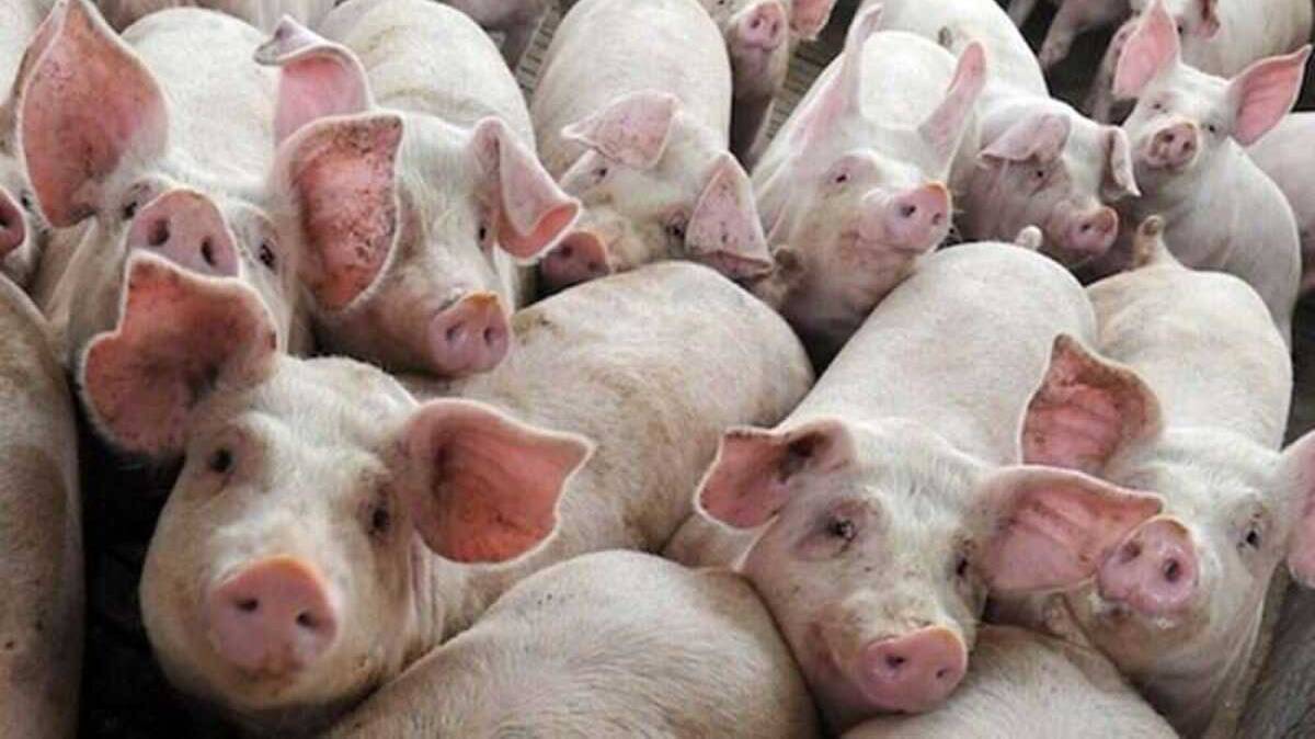 0b662e6fc19c4f7034ac661a2f0932fe