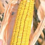 33628ce5b49e1cd2315a0a5ada4f822d-4